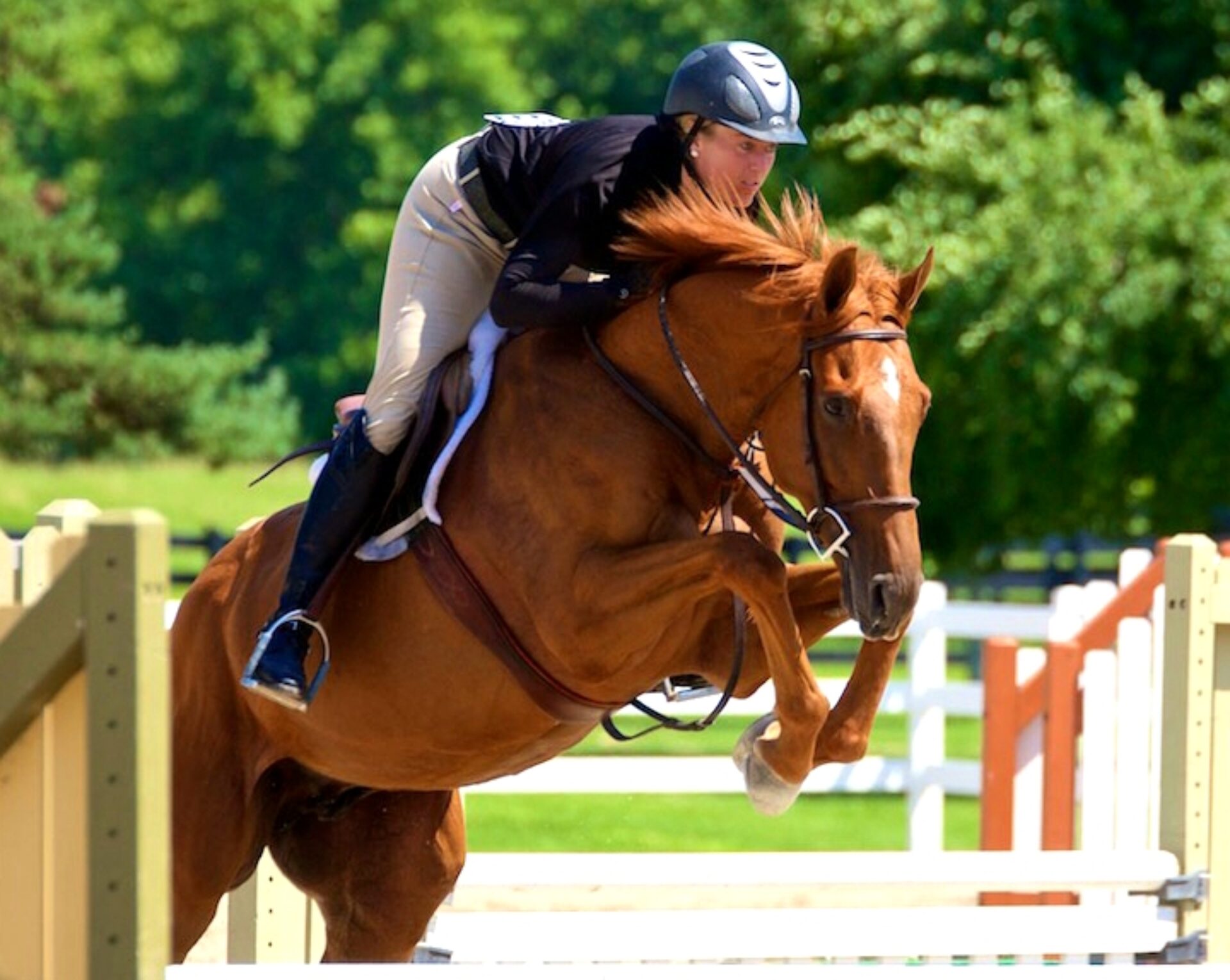 Northern Illinois Hunter Jumper Association